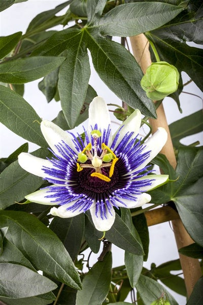 Passiflora caerulea, Blaue Passionsblume, 40–60 cm