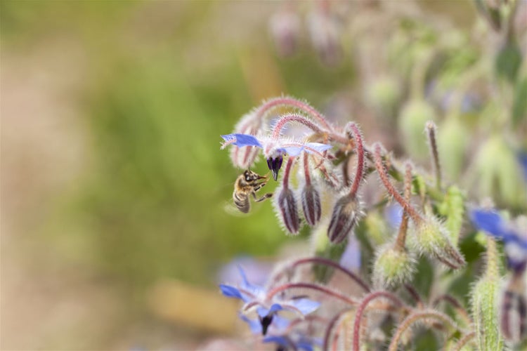 Nahaufnahme einer Borretschblüte mit einer Biene