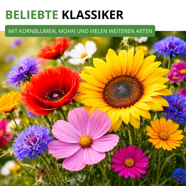 Farbenfrohe Blumenmischung mit Sonnenblumen, Mohn, Kornblumen und Schmuckkörbchen.