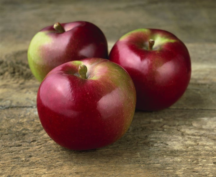 Malus domestica 'McIntosh', Apfelbaum, 125–150 cm