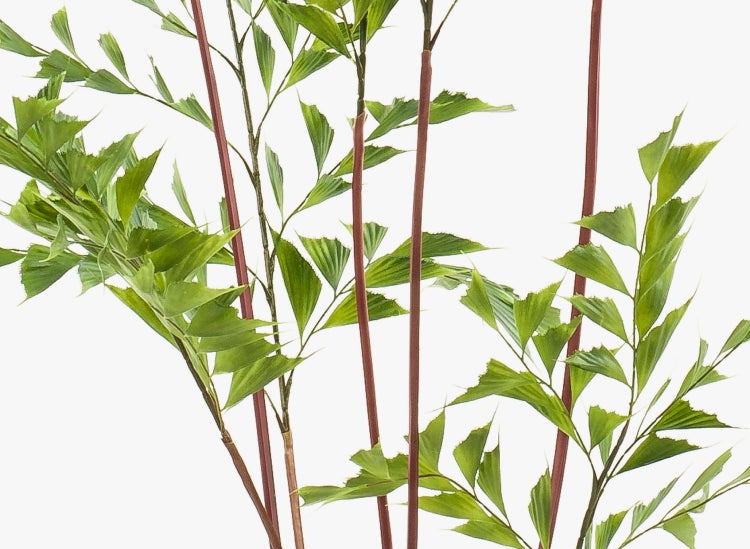 Detailaufnahme einer Fischschwanzpalme mit charakteristischen gezackten grünen Blättern und rötlichen Stielen.