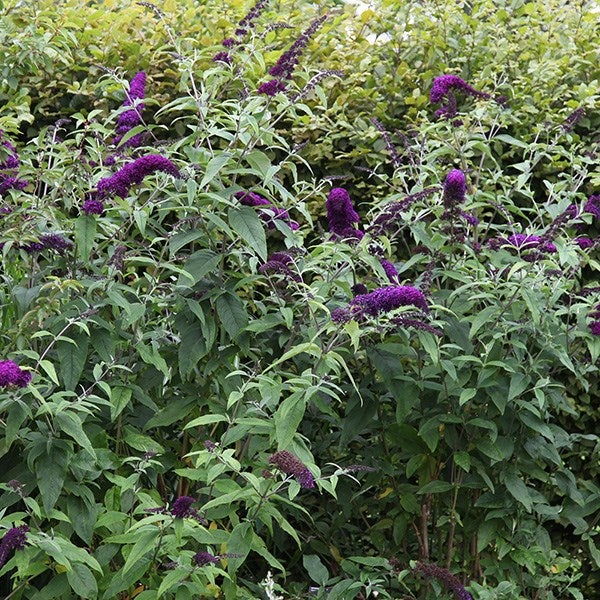 Schmetterlingsflieder mit violetten Blüten