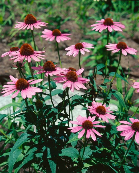 Gruppe von blühenden Sonnenhüten im Garten.