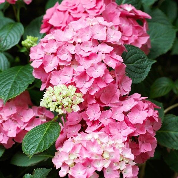 Nahaufnahme einer rosa Hortensienblüte