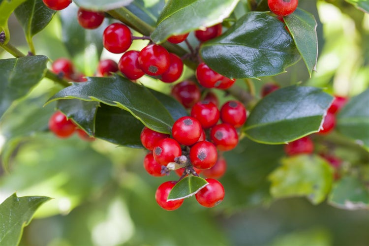 Ilex aquifolium 'Alaska', Stechpalme, immergrün, 30–40 cm