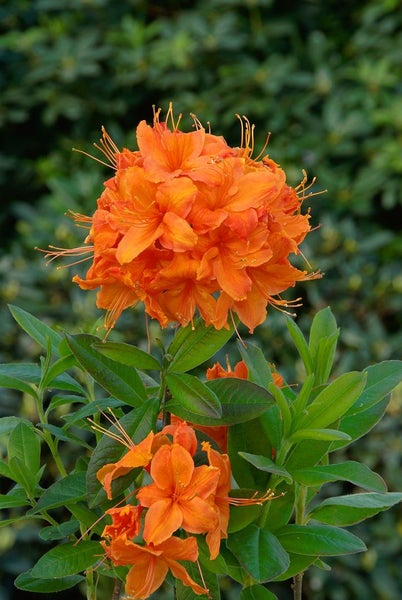 Rhododendron luteum 'Rumba', gelb-rot, 30–40 cm