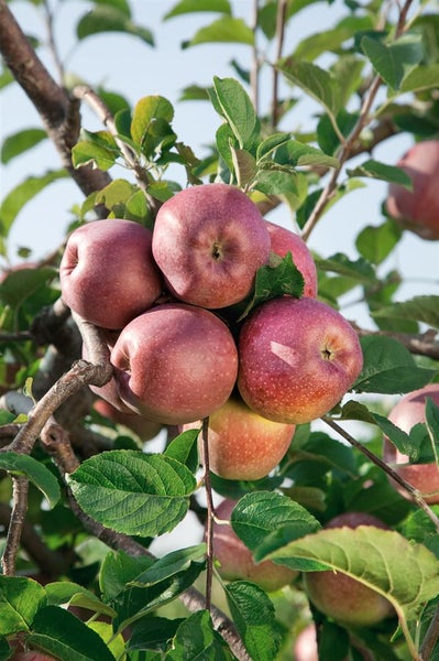 Malus domestica 'Florina', Apfelbaum, 150–200 cm