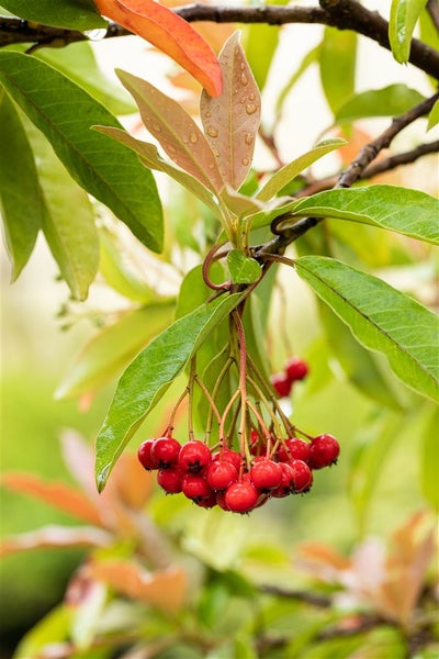Photinia davidiana, Glanzmispel, 80–100 cm
