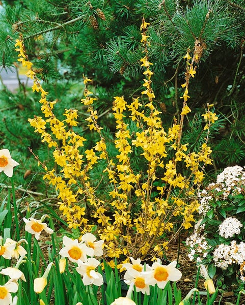 Forsythia 'Week-End' -R-, Forsythie, leuchtend gelb, 40–60 cm