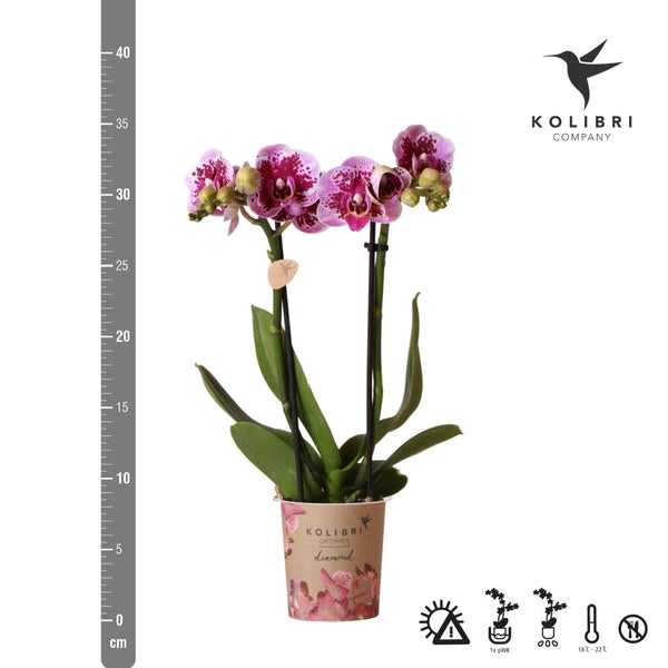 Kolibri Orchids Rosa lila Phalaenopsis Orchidee El Salvador Topfgröße 9cm blühende Zimmerpflanze frisch vom Züchter