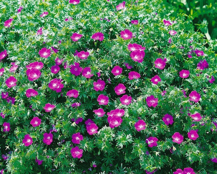 Blut-Storchschnabel Geranium sanguineum, blühend als Bodendecker mit zahlreichen magentafarbenen Blüten und fein zerteilten grünen Blättern.