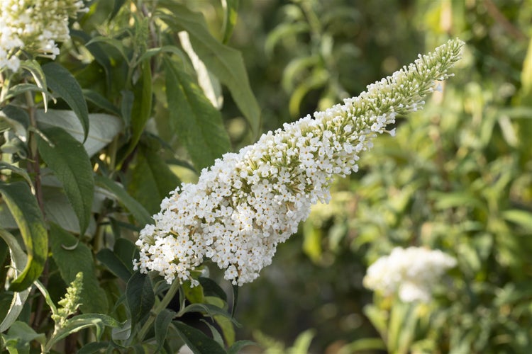 Buddleja 'Peace', Schmetterlingsflieder, weiß, 80–100 cm