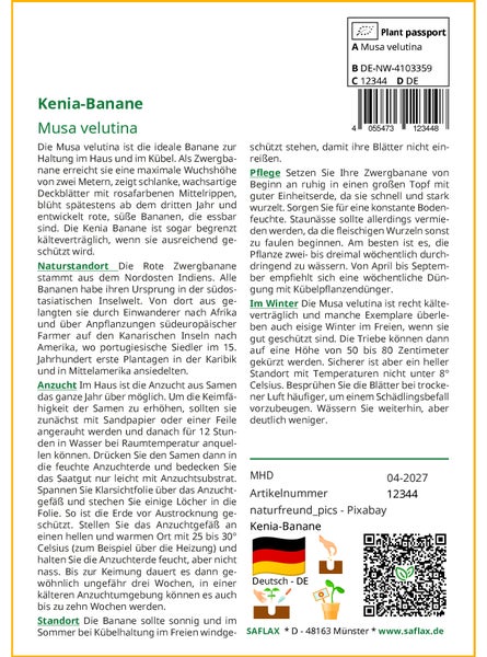 SAFLAX Garden to go - Kenia-Banane - Musa velutina - 8 Samen - Mit Topf, Klima - Deckel und Anzuchtsubstrat