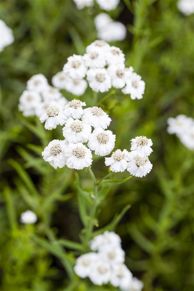 Achillea millefolium, Schafgarbe, ca. 9x9 cm Topf, robust