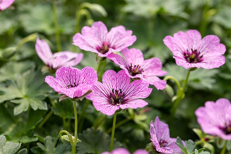 Geranium cinereum 'Ballerina', Storchschnabel, zartrosa, ca. 9x9 cm Topf