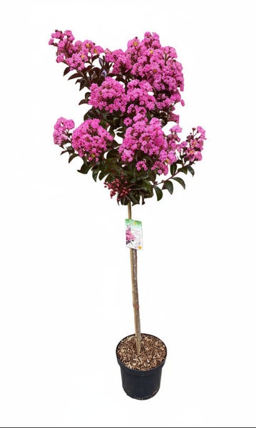 Lagerstroemia indica Hochstamm mit pinken Blüten im Kunststofftopf.