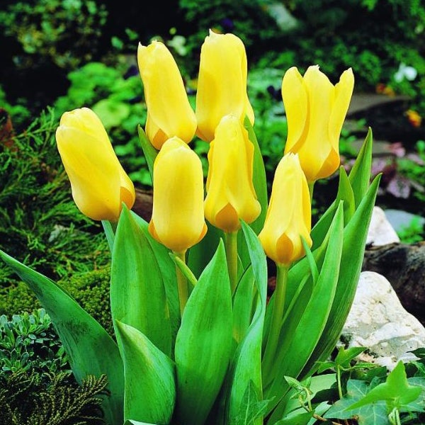 Gelbe Tulpen im Gartenbeet