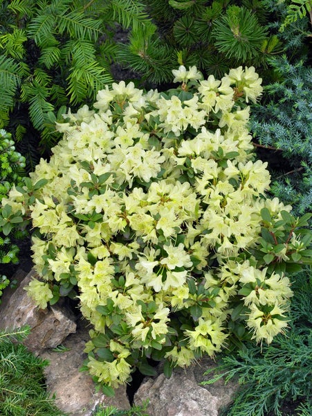 Rhododendron hanceanum 'Princess Anne', gelb, 20–25 cm