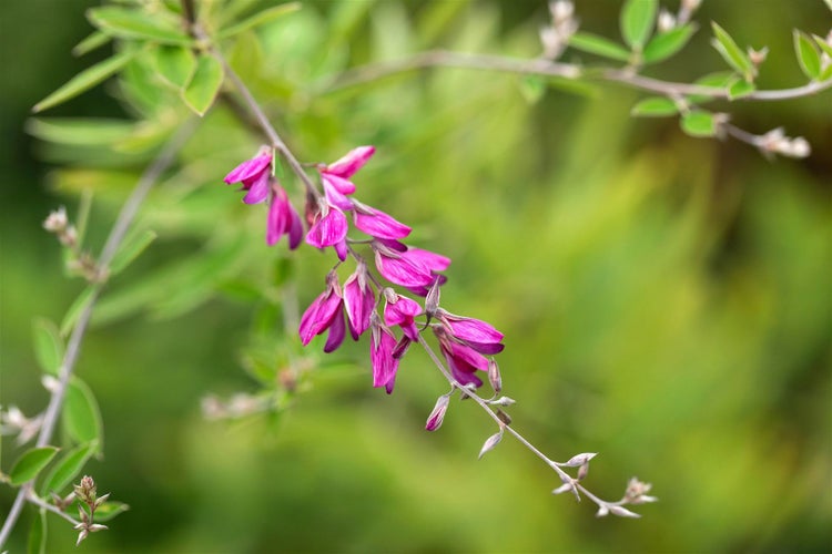 Blütenstand einer Buschklee-Pflanze