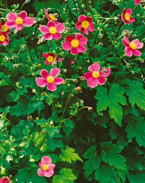 Anemone hupehensis 'September Charm', Herbst-Anemone, rosa, ca. 9x9 cm Topf