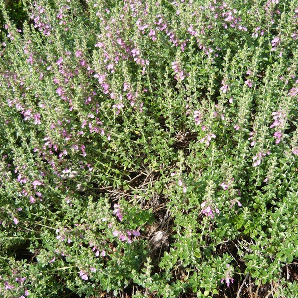 Kriechender Thymian mit kleinen, violetten Blüten.