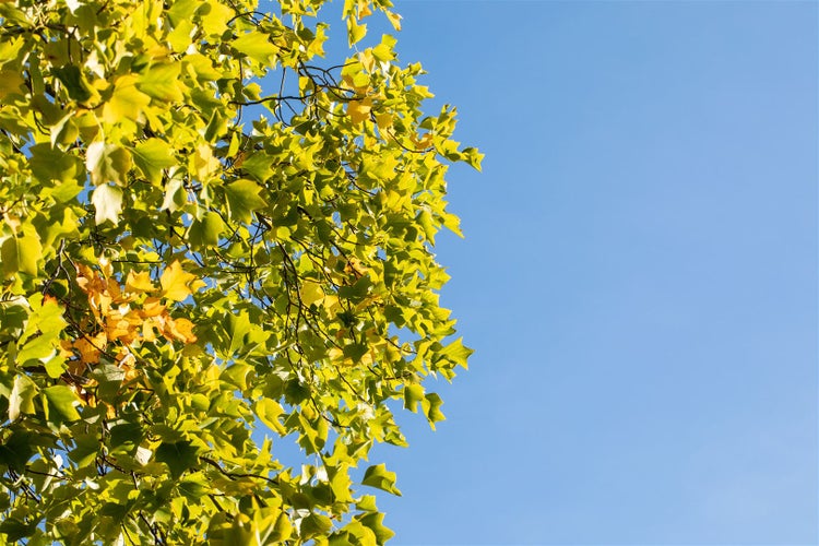 Baumkrone mit Blättern im herbstlichen Licht vor klarem Himmel