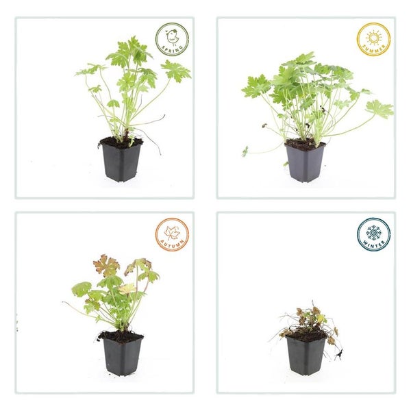 Geranium Lebenszyklus im Topf für Frühling, Sommer, Herbst und Winter