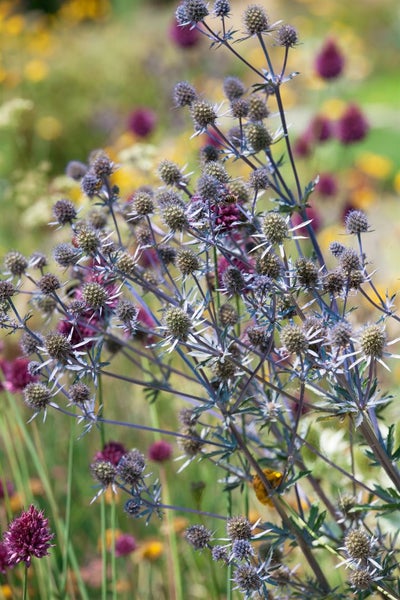 Eryngium planum 'Blaukappe', Edeldistel, stahlblau, ca. 9x9 cm Topf