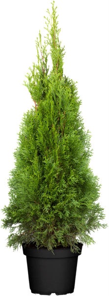 Ansicht eines gepflegten Gartens mit hohen, dichten Hecken