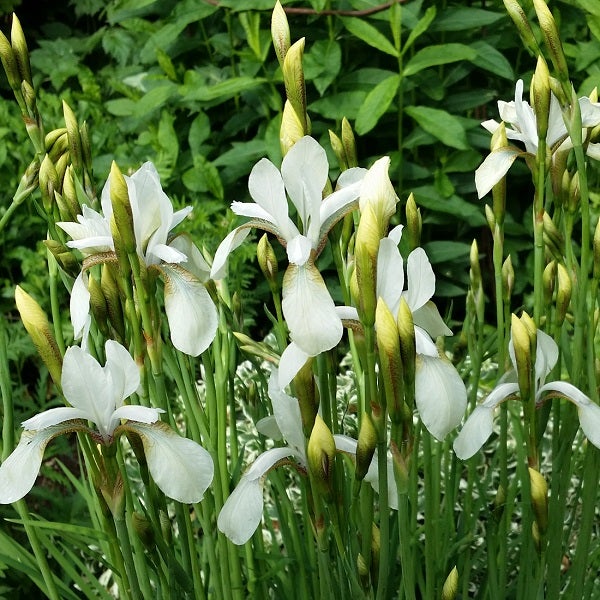 Gruppe von blühenden Schwertlilien im Garten