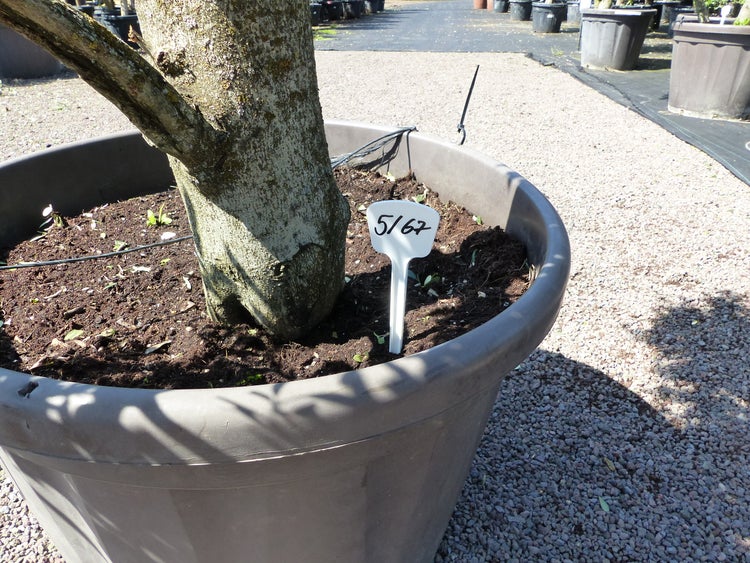 Olivenbaum 7 Pon Pon Bonsai Formgehölz Gartenbonsai Olea europaea Olive winterhart
