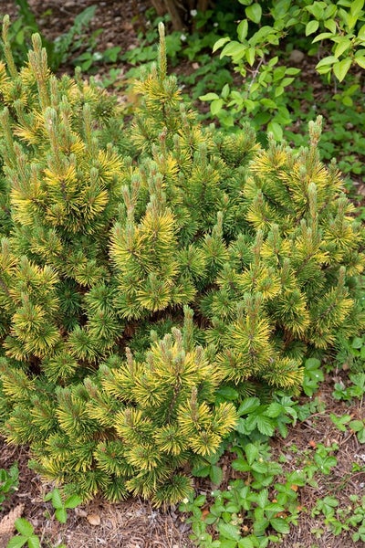 Pinus mugo 'Little Gold Star', Bergkiefer, goldgelb, 80–100 cm