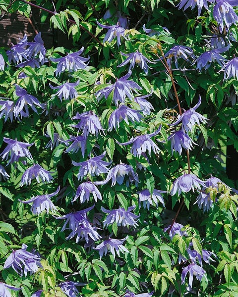 Clematis macropetala, Alpen-Waldrebe, blau, 60–100 cm