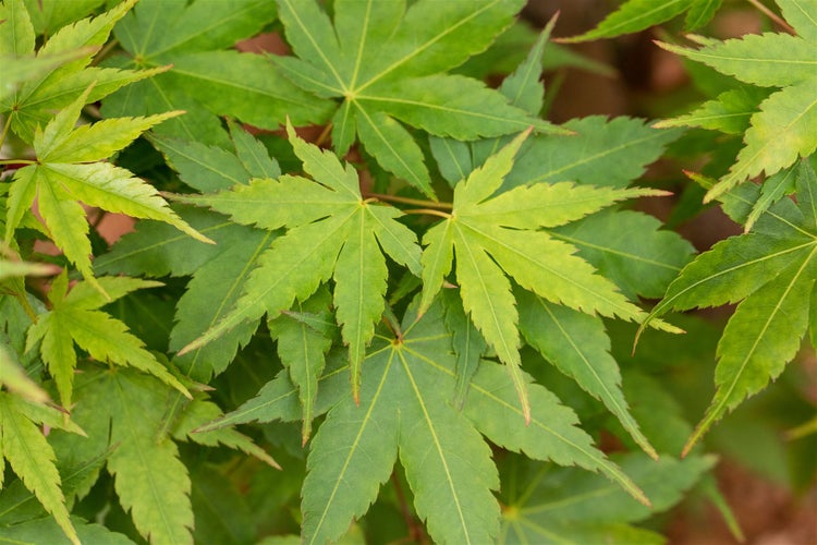 Acer palmatum 'Sangokaku', Japanischer Ahorn, korallenrote Rinde, 125–150 cm