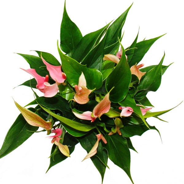 KWB Kreissägeblatt mit 200 x 2,4 x 16 Millimeter Durchmesser