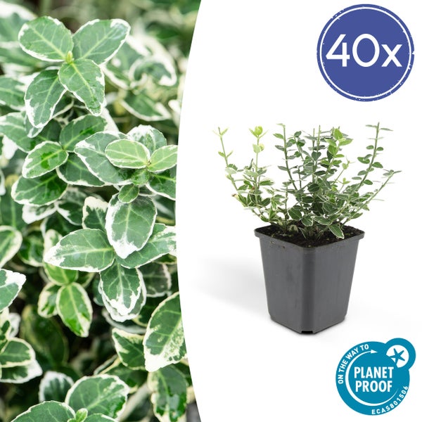 Bodendecker - Kriechspindel - Euonymus fortunei 'Emerald Gaiety' - 9cm Topf - Set mit 40 Pflanzen