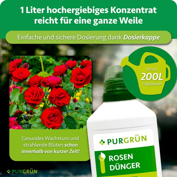Eine Flasche Purgrün Rosendünger Konzentrat mit Dosierkappe neben blühenden roten Rosen im Garten.