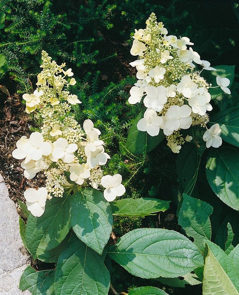 Hydrangea paniculata 'Tardiva', Rispenhortensie, weiß, 40–60 cm