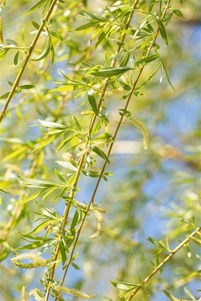 Salix alba 'Tristis', Trauerweide, gelbgrün, 80–100 cm