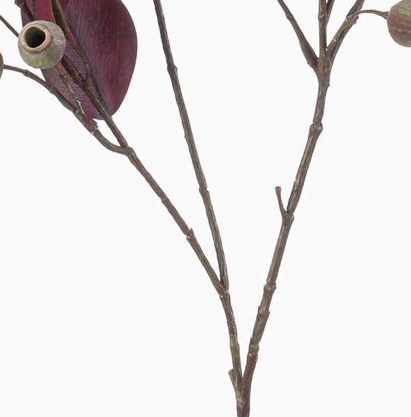 Farn in der Draufsicht mit fächerförmigen grünen Blättern und dunklen Stielen.