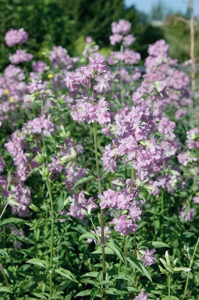 Saponaria officinalis 'Plena', Seifenkraut, gefüllt, ca. 9x9 cm Topf