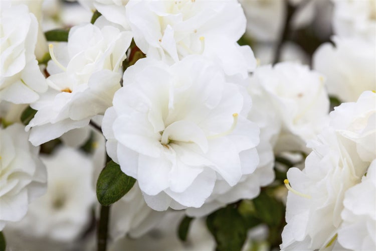 Rhododendron obtusum 'Schneeperle', weiß, 20–25 cm