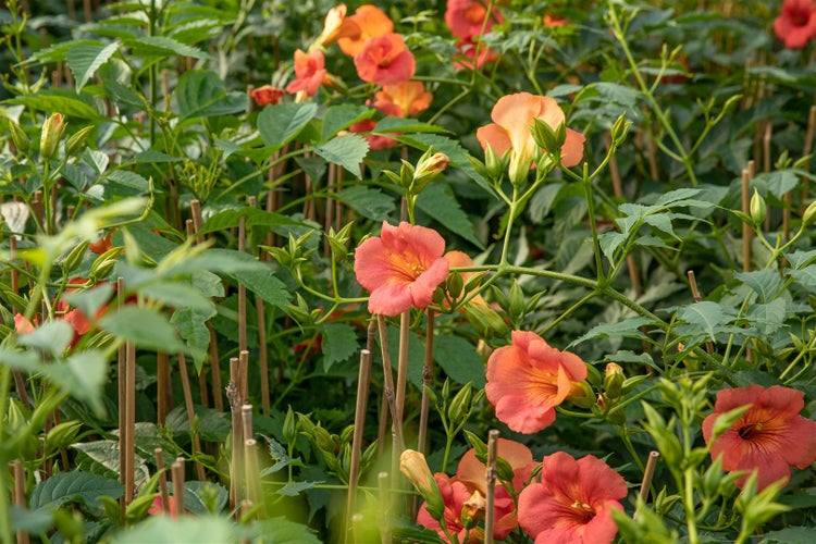 Campsis tagliabuana 'Madame Galen', Trompetenblume, orange, 40–60 cm