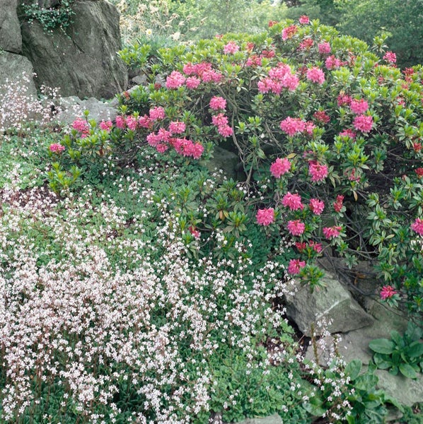 Rhododendron ferrugineum, Rostblättriger Rhododendron, rosa, 12–15 cm