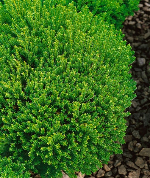 Hebe 'Green Globe', Strauchveronika, kompakt, 10–15 cm