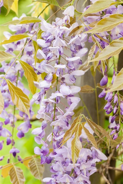 Wisteria floribunda, Japanische Blauregen, 150–200 cm, duftend