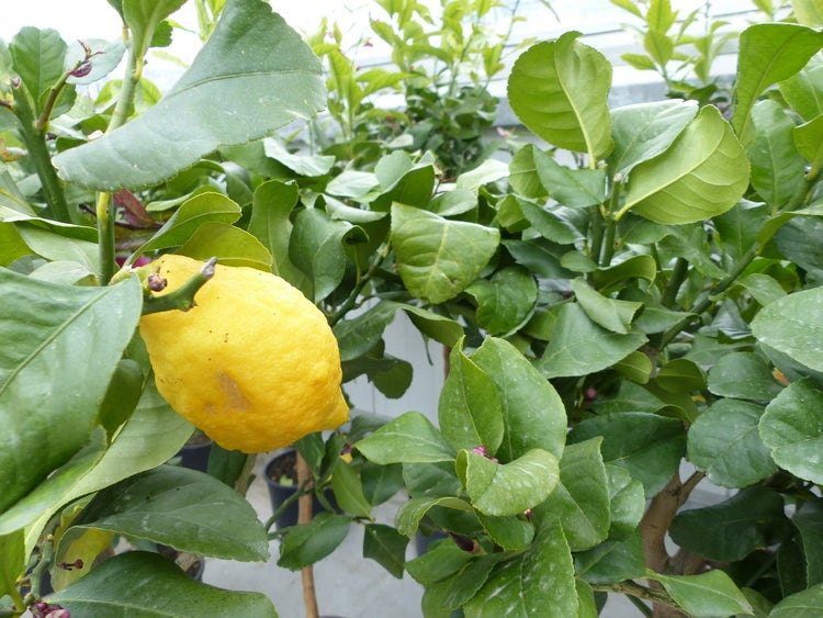 Zitronenbaum mit reifen Zitronen und grünen Blättern