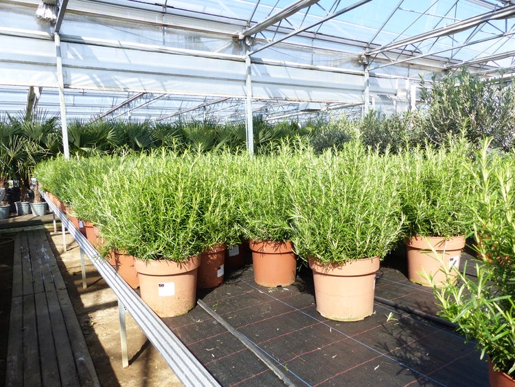 Rosmarinpflanzen in Kunststofftöpfen auf einem Metalltisch in einem hellen und geordneten Gewächshaus.