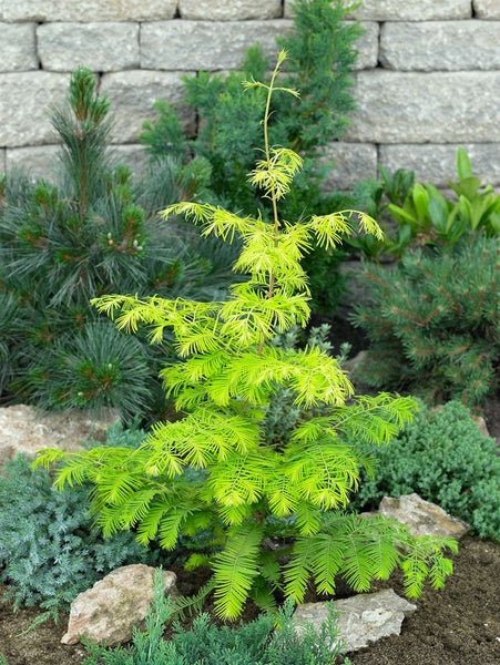 Goldzypresse 'Gold Rush' im Gartenbeet