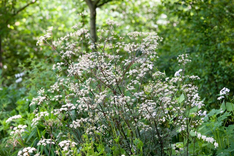Anthriscus sylvestris 'Ravenswing', Wiesenkerbel, dunkelrot, ca. 11x11 cm Topf